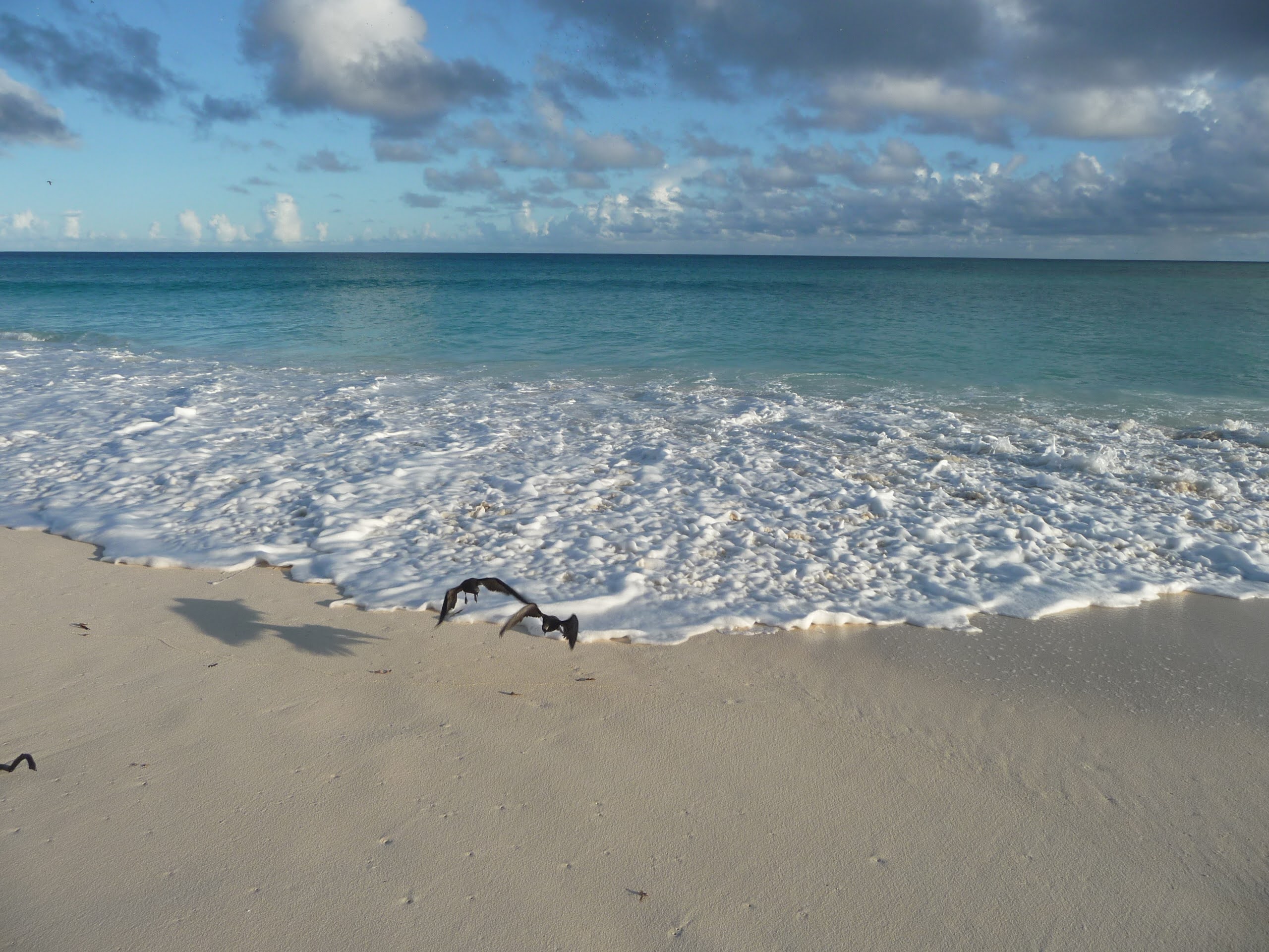 Two birds flying over waves crashing on the beach